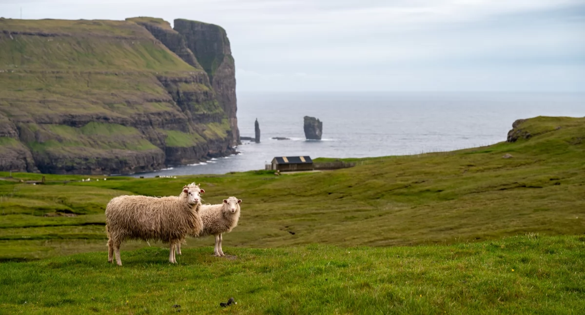 Wyspy Owcze w Piasecznie