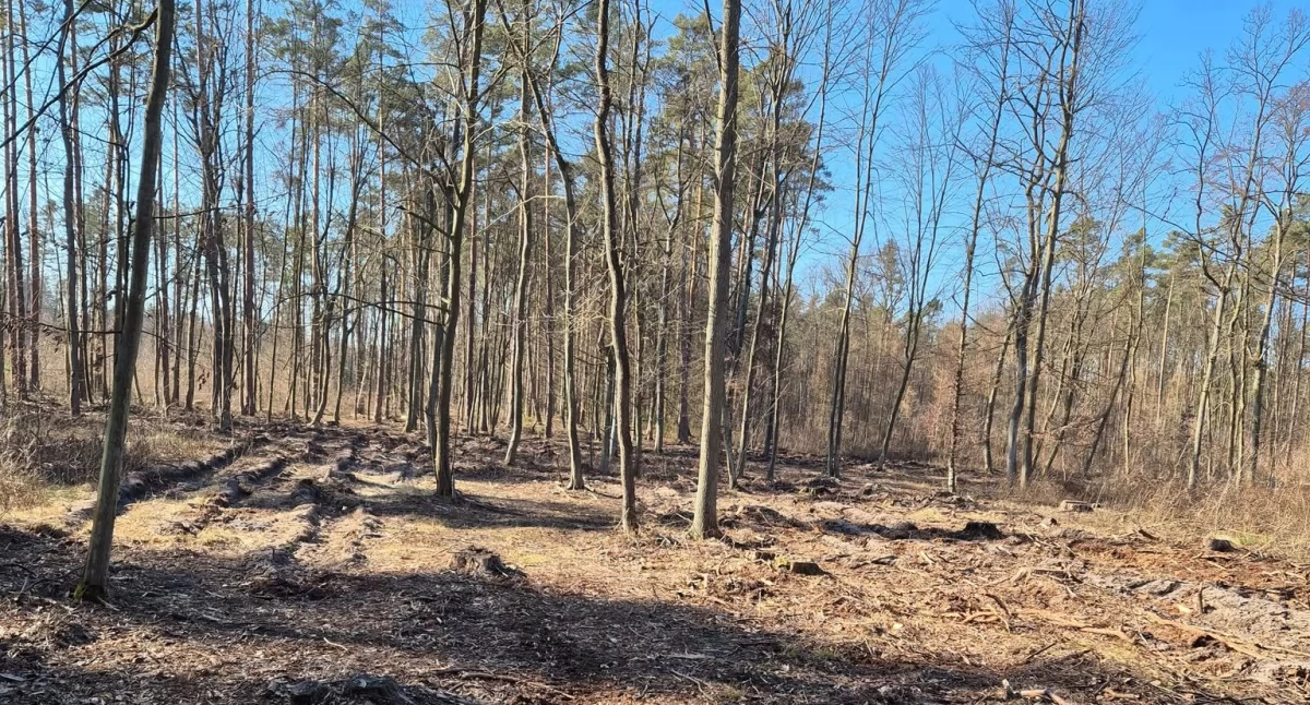 Sprawy lokalne, Posadź razem Dobrą Wolą - zdjęcie, fotografia