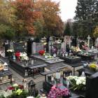 zdjęcie nr 8