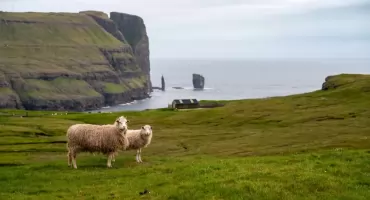 Wyspy Owcze w Piasecznie