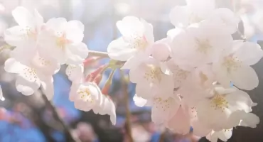 Akwarelowe kwiaty w Gryfie